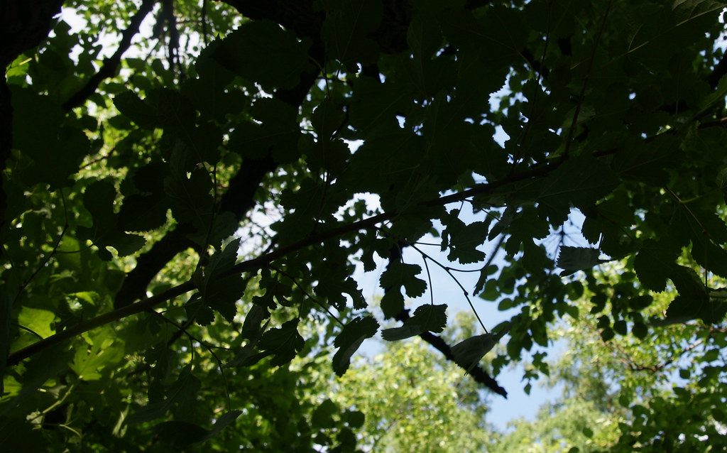 A close-up of white mulberry leaves
