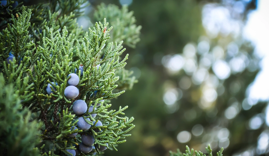 Juniper